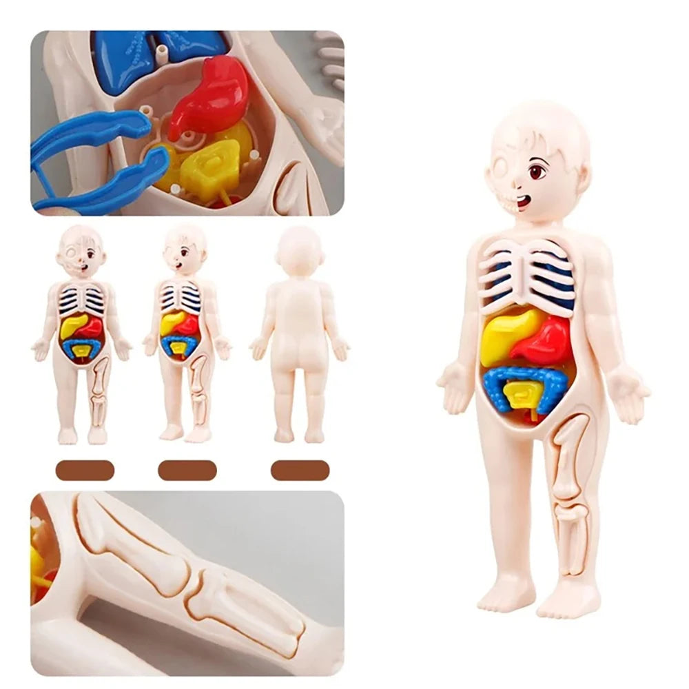 13Pcs Set Science Education Human Body Organ Anatomy Model