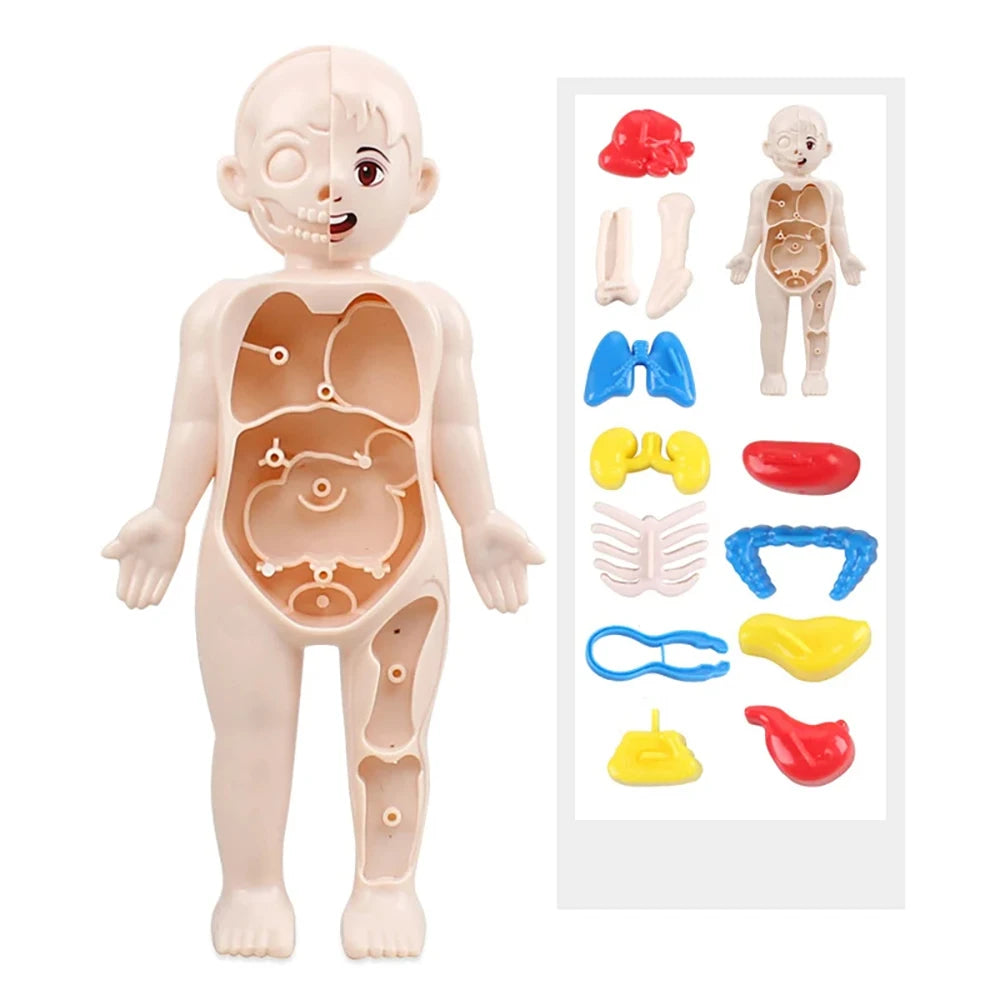 13Pcs Set Science Education Human Body Organ Anatomy Model