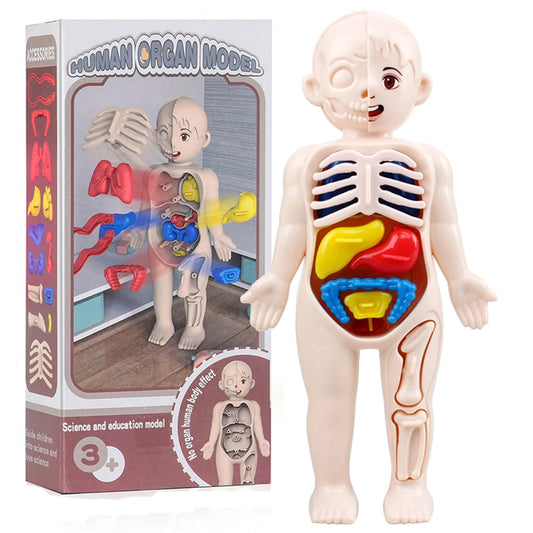 13Pcs Set Science Education Human Body Organ Anatomy Model